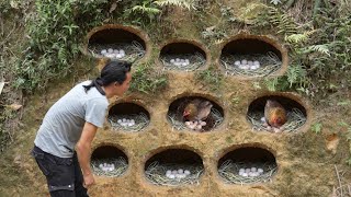 This method is great for wild chickens to produce eggs , Vàng Hoa
