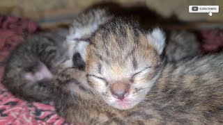 Newborn Kitten ,Relaxing cat video watch them have fun, foster cats,watch my Cute baby #cat #catlife