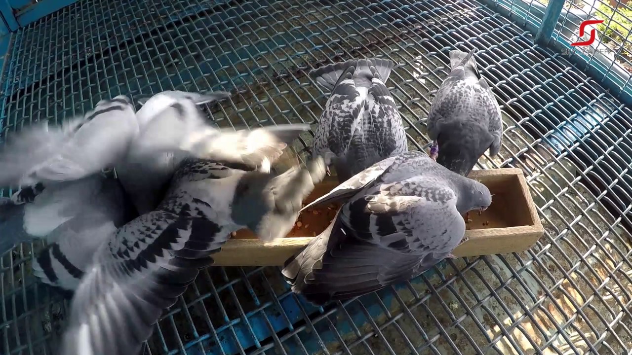 Feed - YouTube