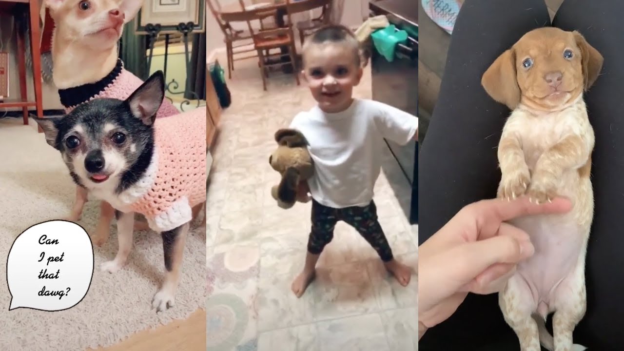 Can I Pet That Dog 🐶 Tiktok Funniest Compilation Ever YouTube