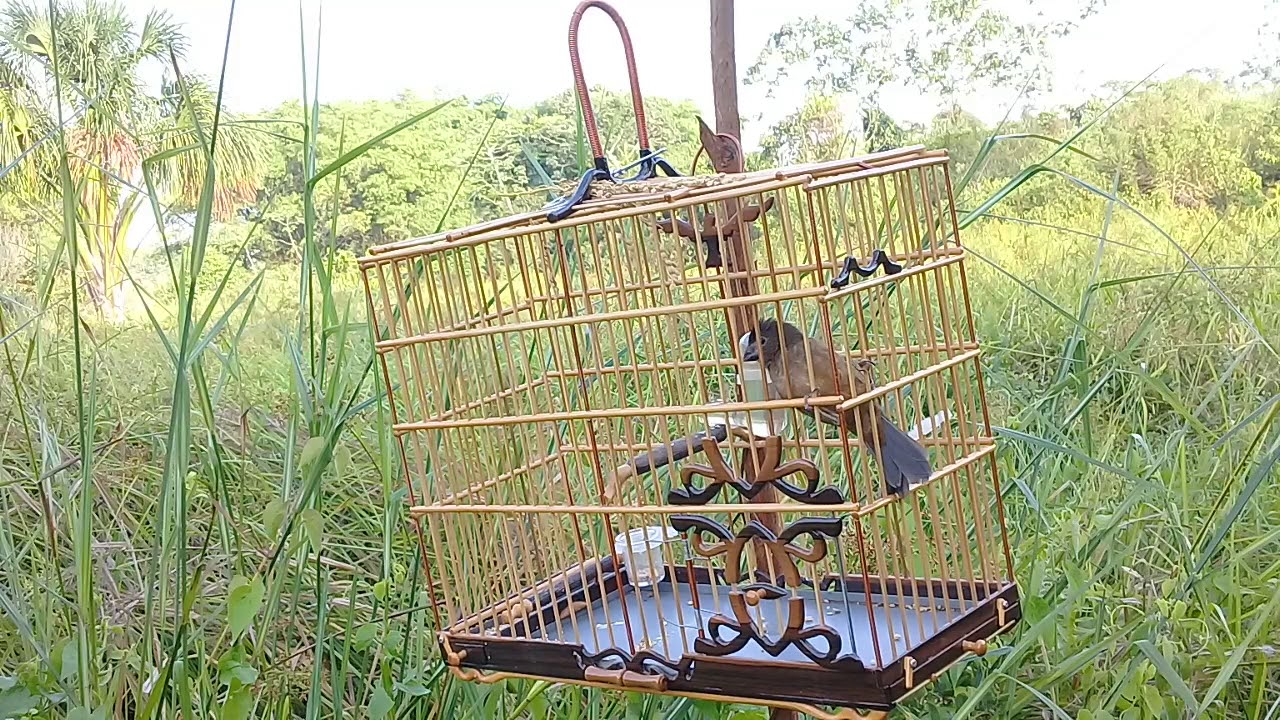 curio pitibu pena branca movinho de muda fazendo aprimeira briga