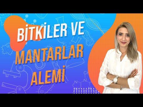 (23.DERS) BİTKİLER VE MANTARLAR ALEMİ |  TYT 9.SINIF l Seda Hoca Biyoloji 🤗