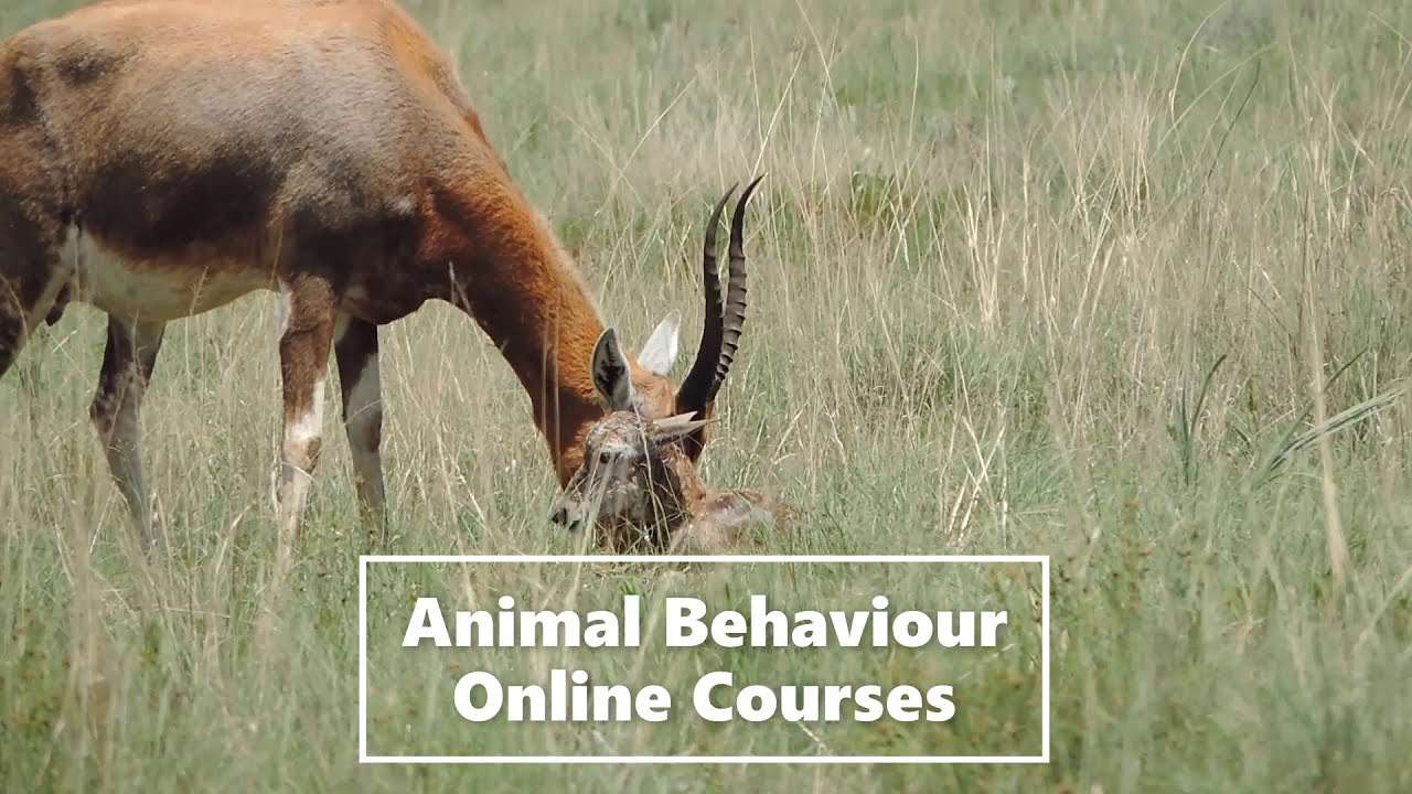 Animal Behaviour Online Courses