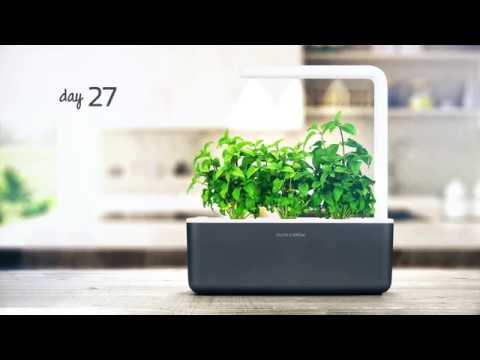 Thai Basil timelapse: Click & Grow Indoor Garden