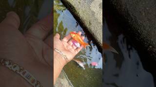 Download Lagu My colorful fish 😭😭😭😭 MP3