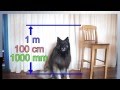 Measuring Lengths in the Metric System