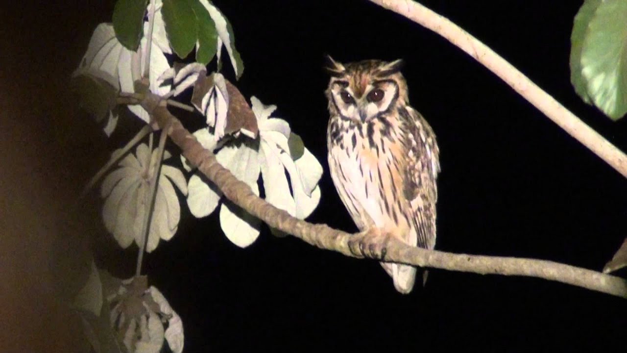 Striped Owl