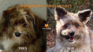 If you're thinking about adopting 💌 Celebrating our first year with Kancho 🎂