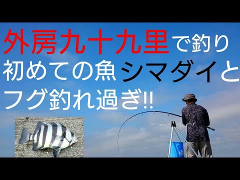 外房九十九里 で釣り 初めてのシマダイとフグが釣れ過ぎた Youtube