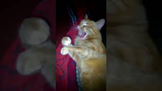 Солнечная кошка и музыка летнего рассвета. #video #vid #cat #cute #animal #funnycat #funny #kitten