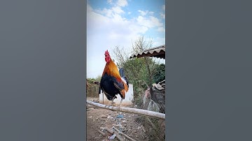 Tiếng gà rừng gáy CHUẨN 100%✔️ 2025 #garung #tiếnggàrừng #chicken #suabqaibqus