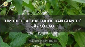 Tìm hiểu các bài thuốc dân gian từ cây cỏ lào