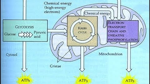 Micro Lesson 7: Enzymes, Cellular Respiration  and Fermentation