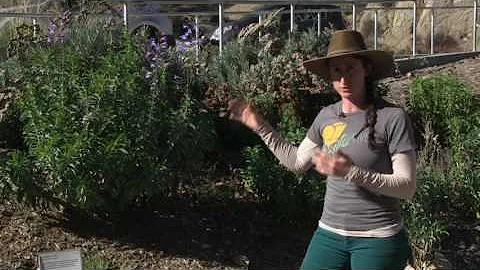 Theodore Payne Foundation Demonstration Gardens