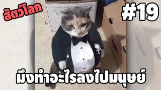 Ep.19 สัตว์โลกกวนตีน SS2 - [ พากย์นรก ] | easy boy