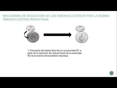 Vídeo: Diferencia Entre Un Ribonucleótido Y Un Desoxirribonucleótido