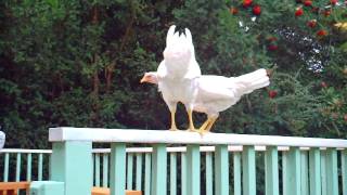 go chicken coop winnabow nc 14