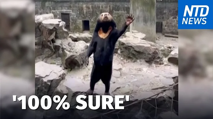 '100% Sure': Biologist Gives Verdict on Viral Bear Video From Chinese Zoo