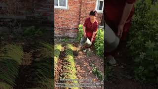 Watering Green Garlic: Fresh Garden Life! 🧄💦