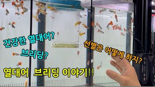 가람디스커스 사장님과 함께 하는 브리딩 이야기 건강한 개체는 어떻게 고르면 될까?