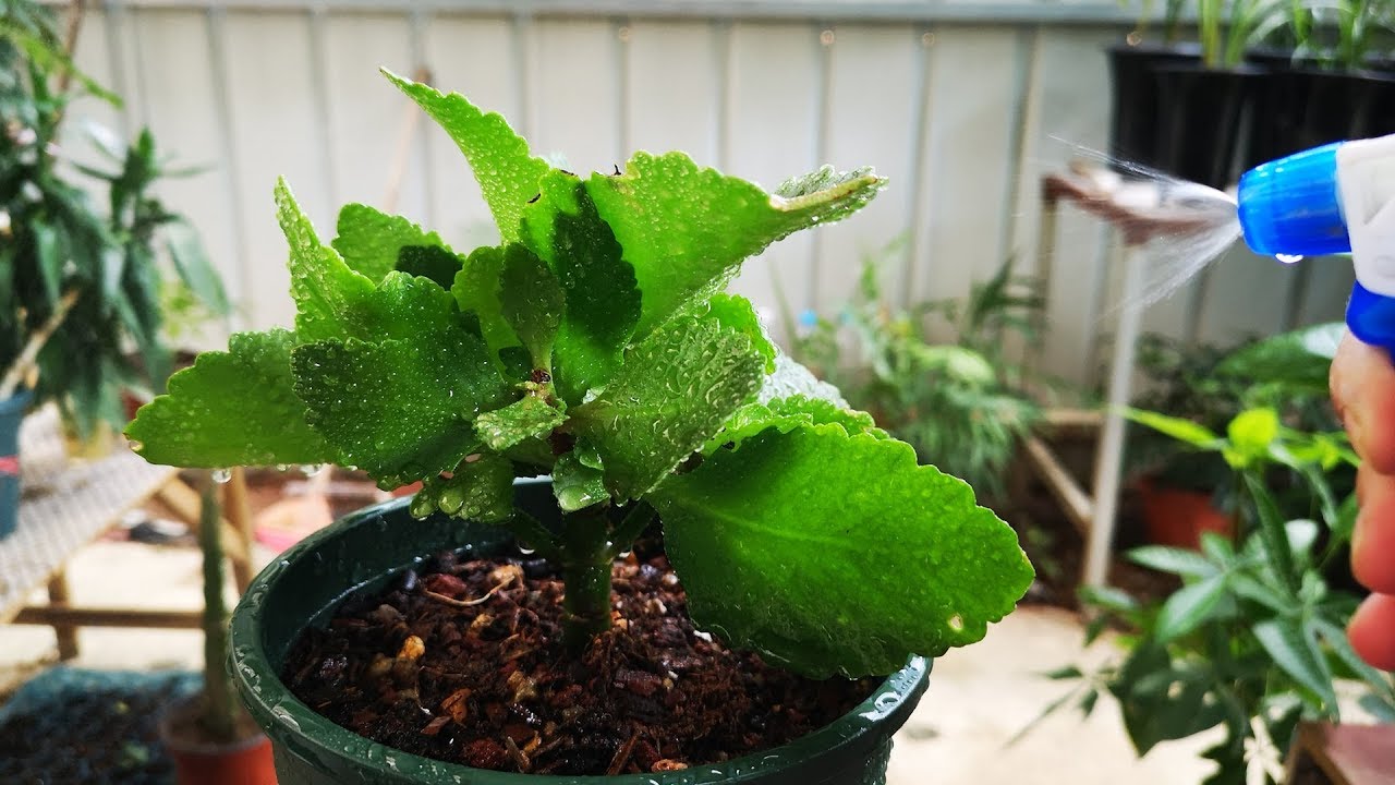 防治长寿花白粉病 别急着用药 厨房里的它就是一剂 良药 Youtube