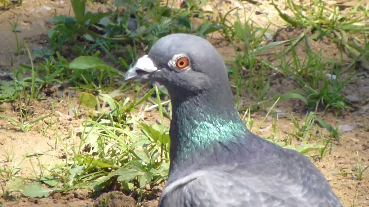 Dove - Columba Livia Domestica - Dúfur -  Fuglar - Fuglalíf  -  Skógardúfa