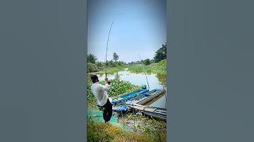 Câu cá tra sông bằng mồi câu R1 và R3 nên trải nghiệm #camr1 #camr2 #camr3 #mồicâur1 #mồicâur3