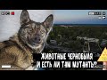 Какие есть животные в Чернобыле и есть ли мутанты в зоне отчуждения