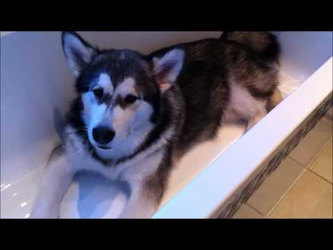 Grumpy Alaskan Malamute in the Bath