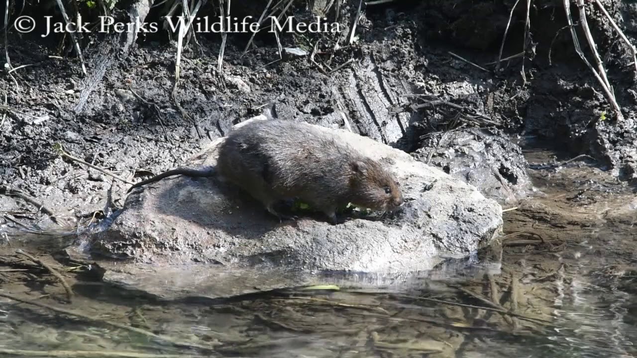 camera iphone 8 plus apk Water vole in the Peak District