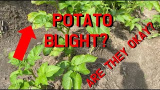 Did I have blight? or did my remedies save my potatoes?