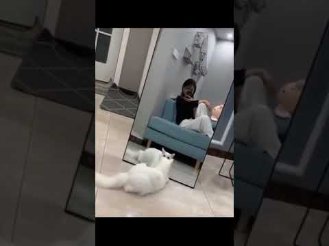 funny petsπ - YouTube