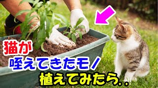 私がガーデニングしているのを見るのが好きな猫　ある日変なモノを咥えて来て、それを植えてみたら生えてきたものに驚愕!【猫の不思議な話】【朗読】