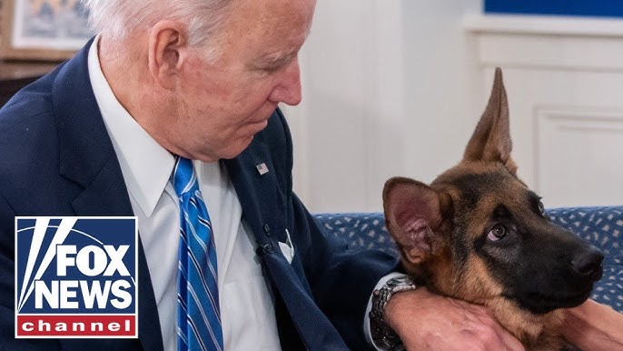 Biden S Dog Commander Banished After 25 Biting Incidents