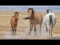 DJ Tona MX - Horses