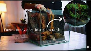 trying to make a forest ecosystem in a glass tank| diy paludarium