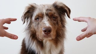 The Devil | Pekka the Australian Shepherd