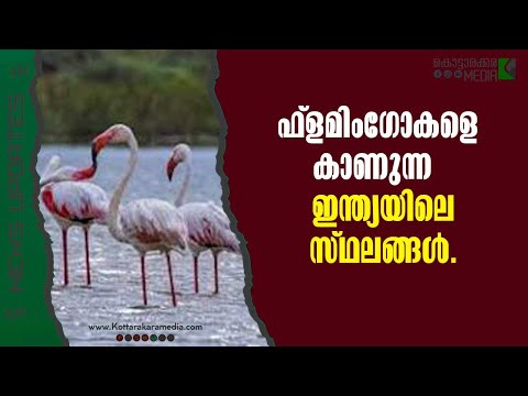 ഫ്ലമിംഗോകളെ കാണാൻ ഇന്ത്യയിലെ ആറിടങ്ങൾ | #malayalamnews | മലയാളം വാർത്തകൾ | KOTTARAKARAMEDIA