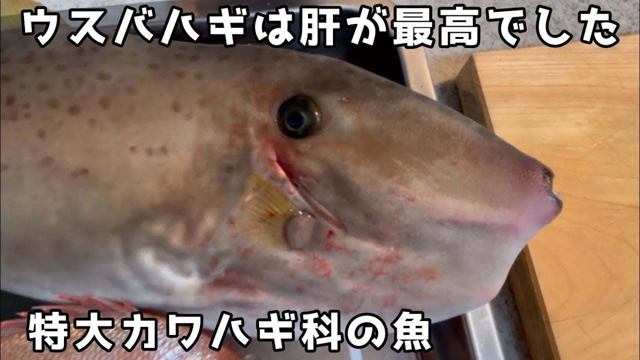 ウスバハギの肝和えとアラ出汁鍋 Youtube