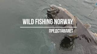 РЫБАЛКА В НОРВЕГИИ.КОМПАНИЯ WILD FISHING NORWAY