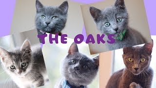 New Foster Kittens - The Oaks