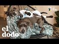 Par de pitbulls mimados tienen su propio cuarto | El Dodo