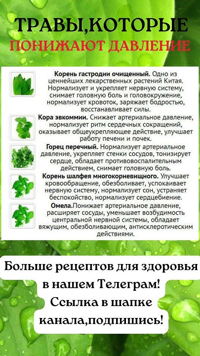 Травы,понижающие давление ‍🩹 #гипертония - YouTube