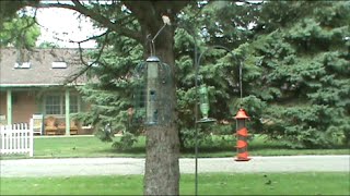Birding for Beginners Part 1 - Binoculars and Bird Guides