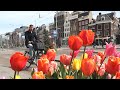 Влог 39. Красивый Амстердам 😍 Плюсы и минусы жизни в Нидерландах, фотосессия