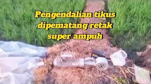 Pengendalian Hama tikus (musim kemarau)