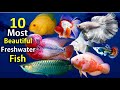 10 Most Beautiful Freshwater Fish for Aquarium