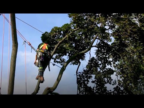 GE数字的视觉智能:公共设施的植被管理