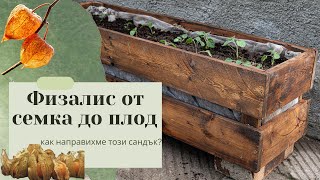 Всичко за физалиса + изработката на рециклиран сандък 🍅🛠️