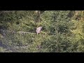 LIVE Animal Cam - Transylvania, Romania, Europe. Buzzard - Канюк.